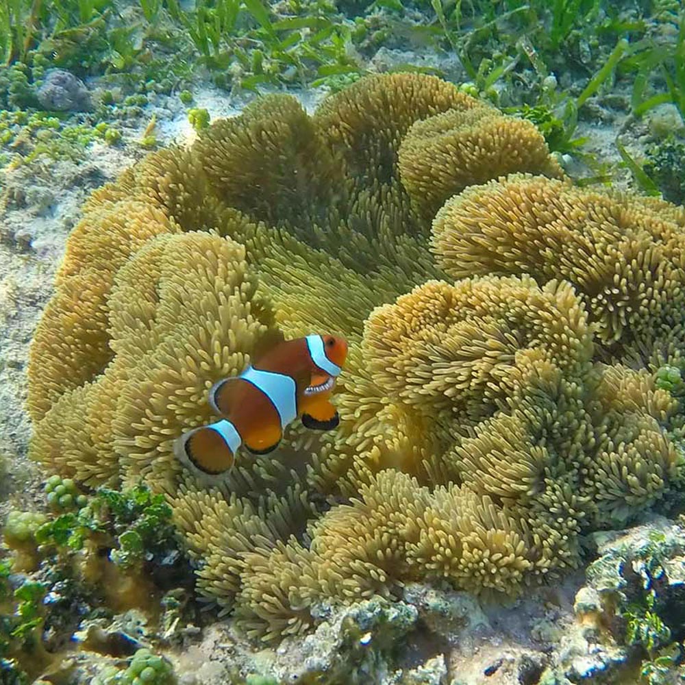 nemo-siargao