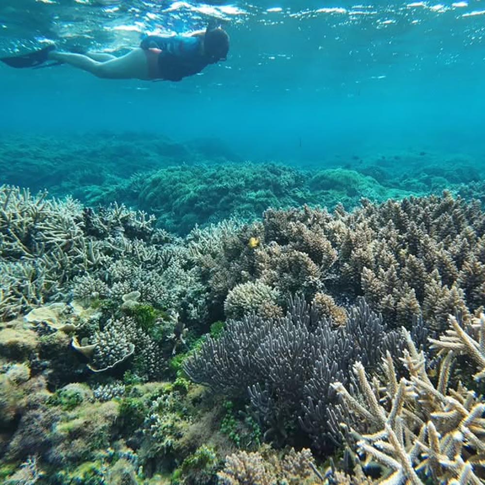 siargao-tours-snorkeling1