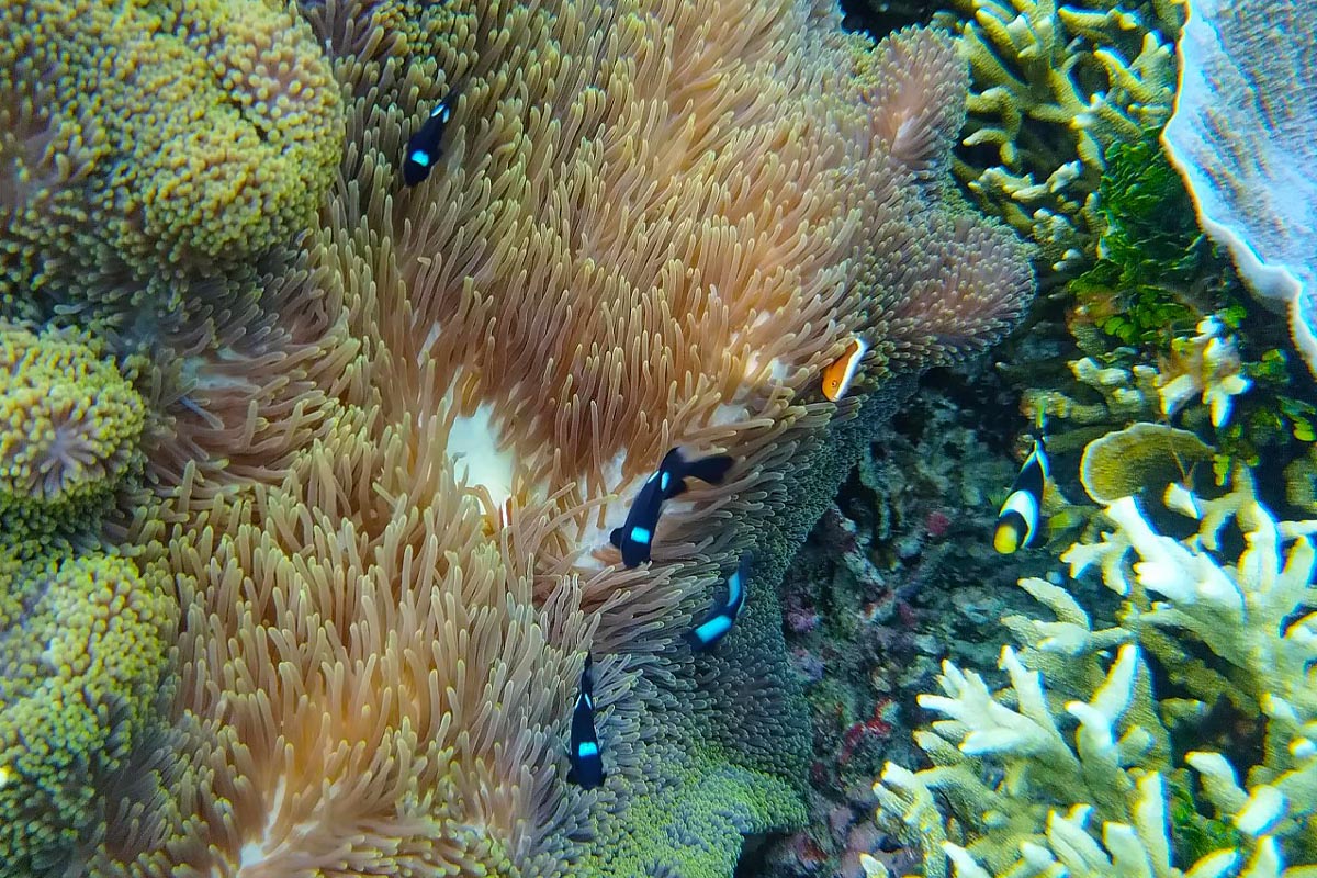 nemo-clownfish-siargao
