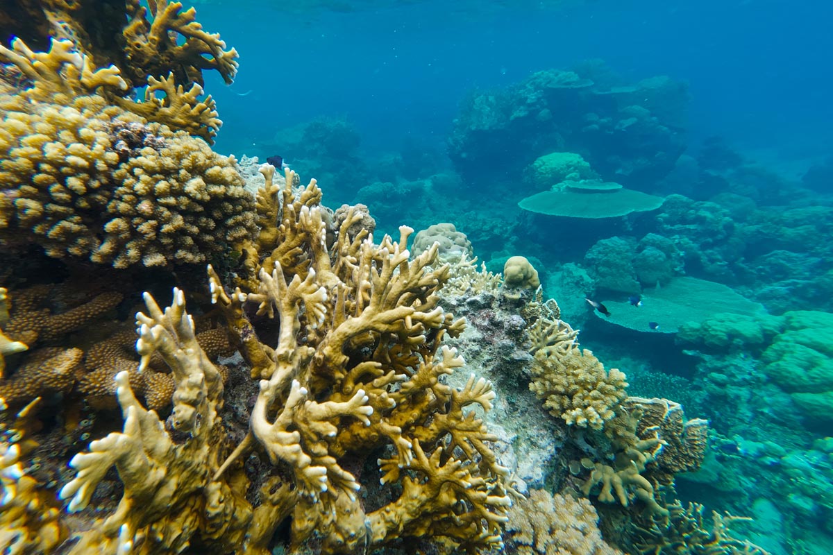 snorkeling-siargao-trip