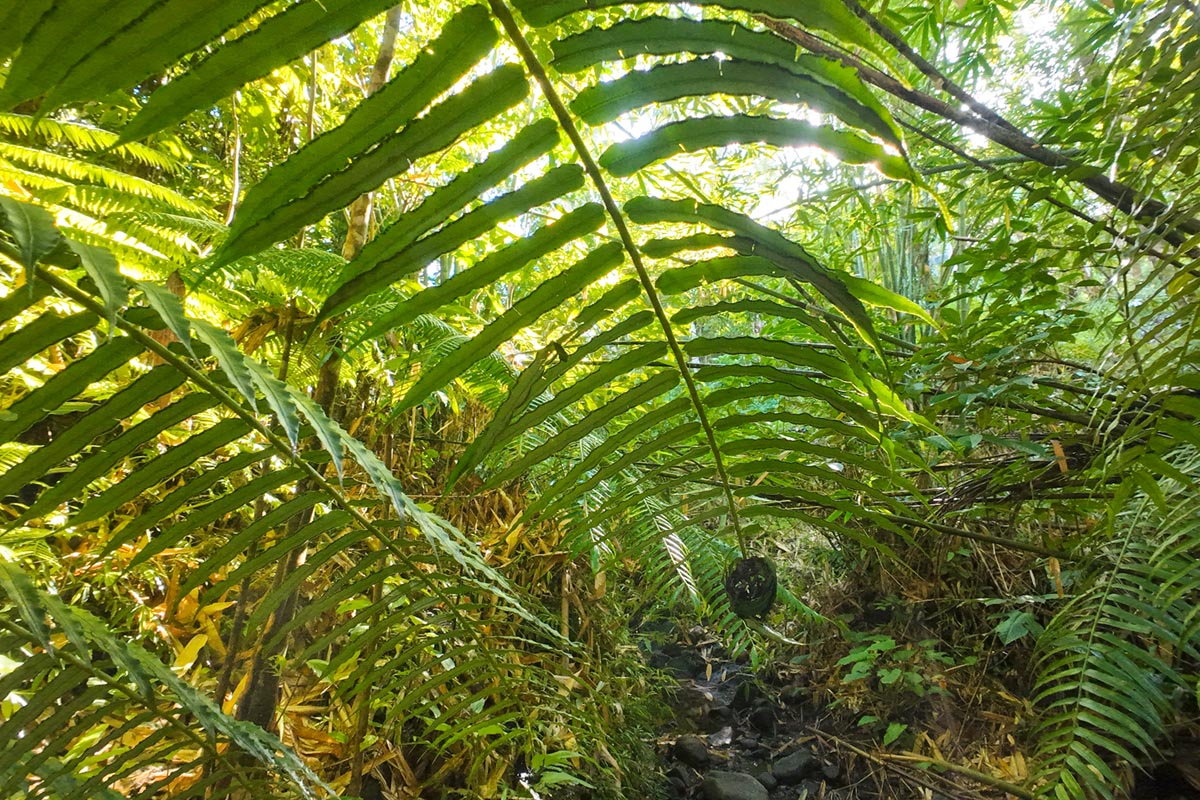 hiking-on-siargao Sunset Tour Guyam